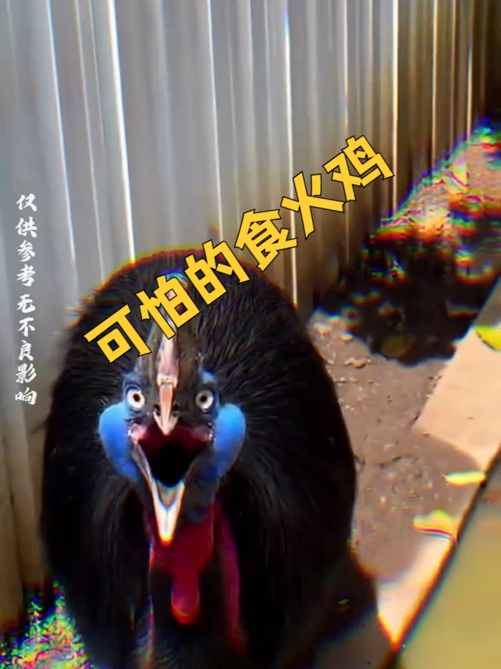可怕的食火鸡