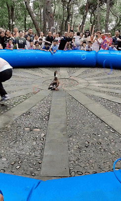 周五福利囧图云飞系列 台球厅女老板都这么好看么