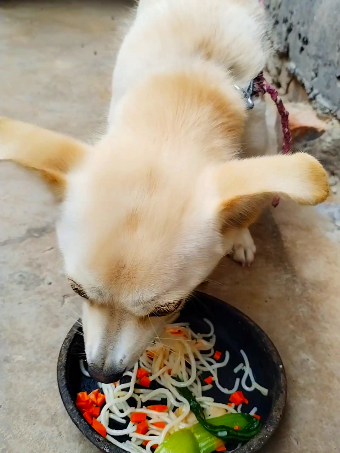 给小白整个炒粉丝,红烧牛肉面,也太美味了