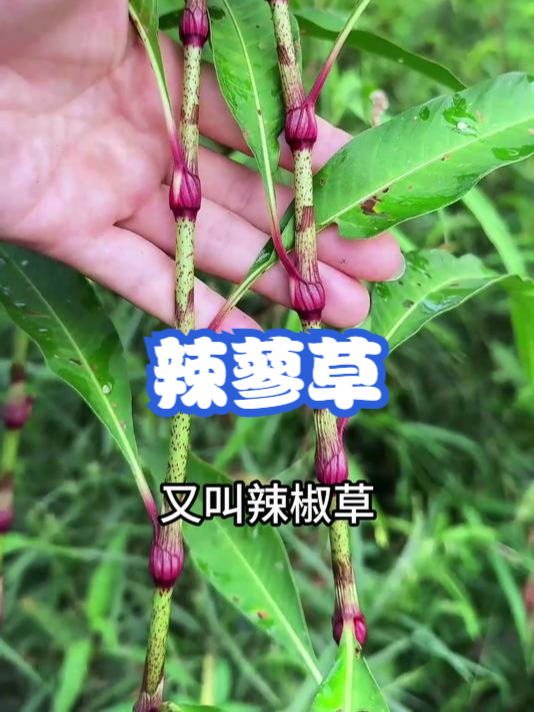 辣蓼草