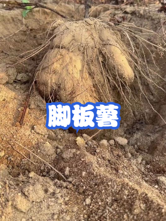 脚板薯