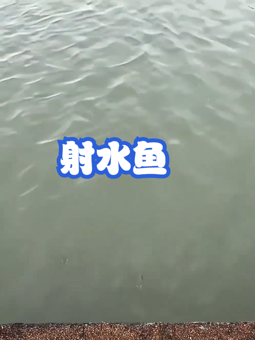 射水鱼
