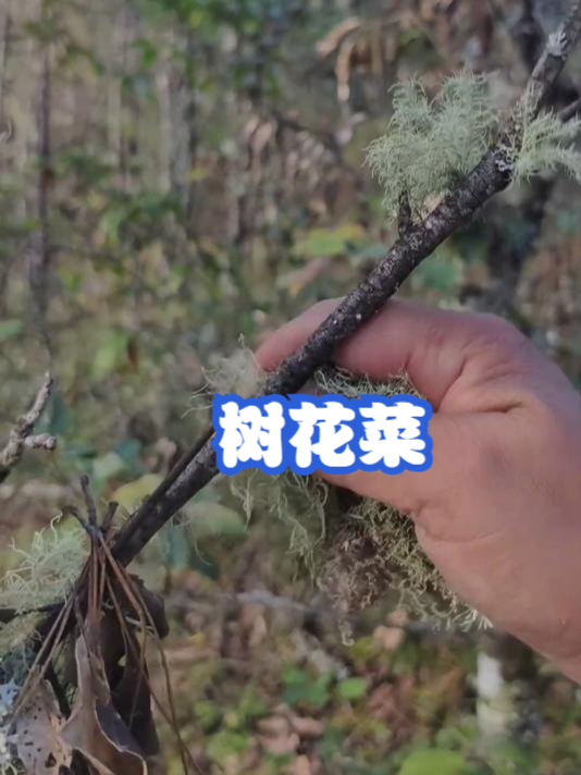 树花菜