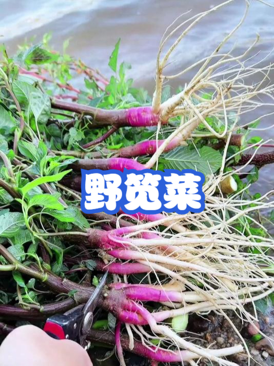 野笕菜