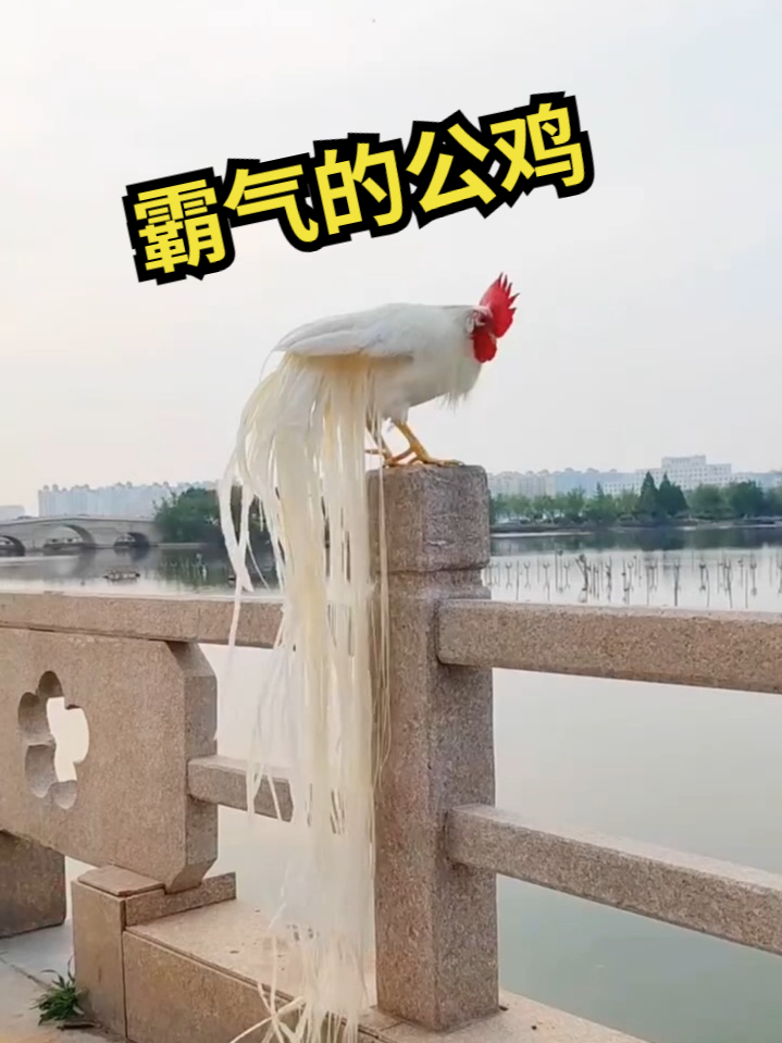 这公鸡也太霸气了吧