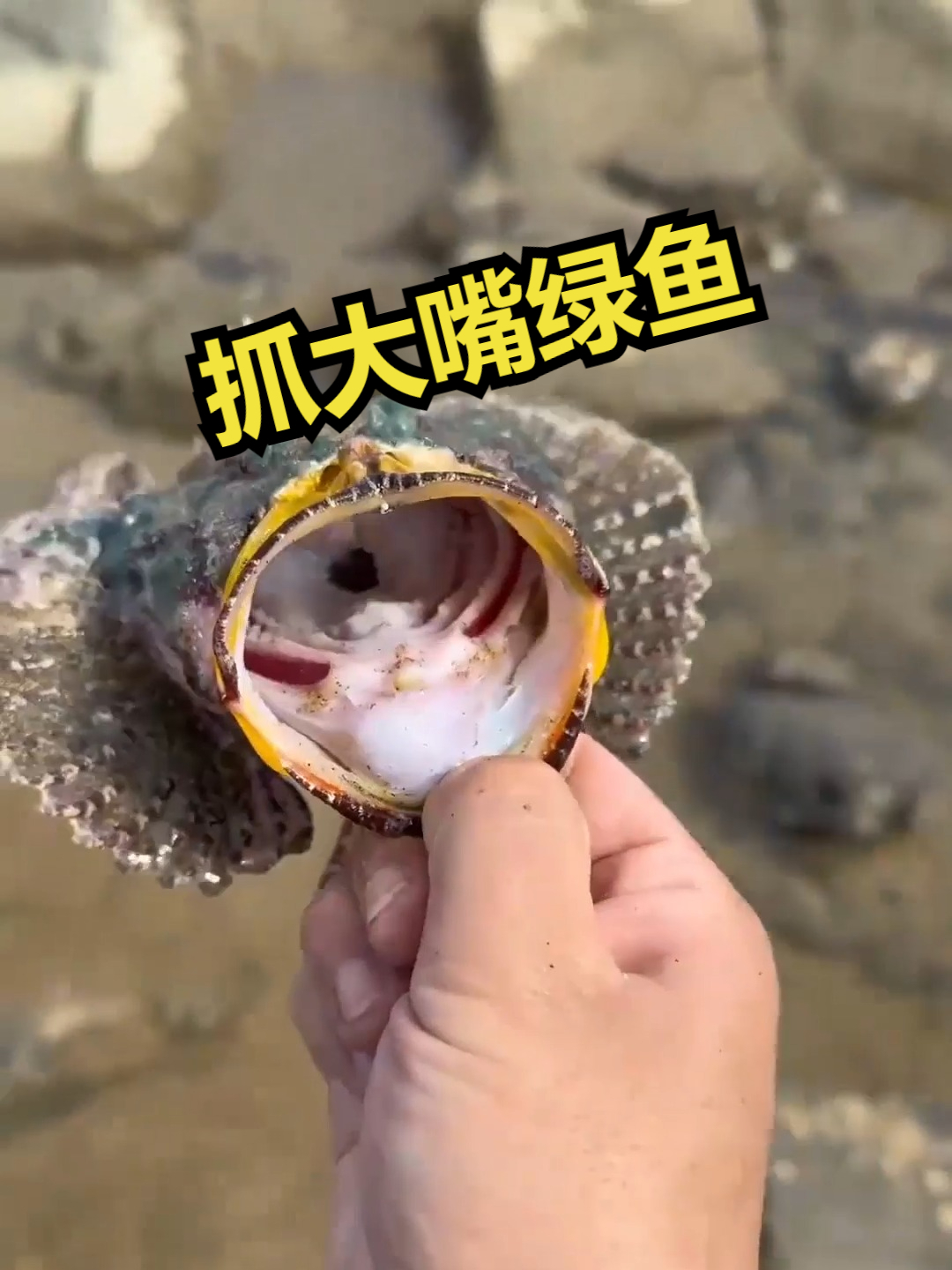 赶海觅食,抓大嘴绿鱼