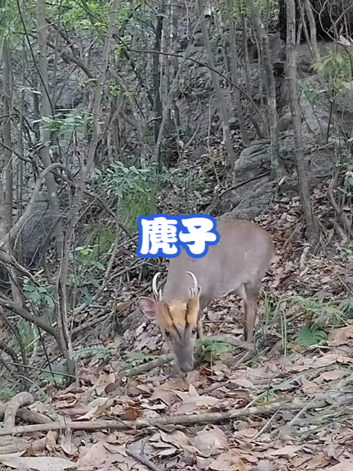 麂子
