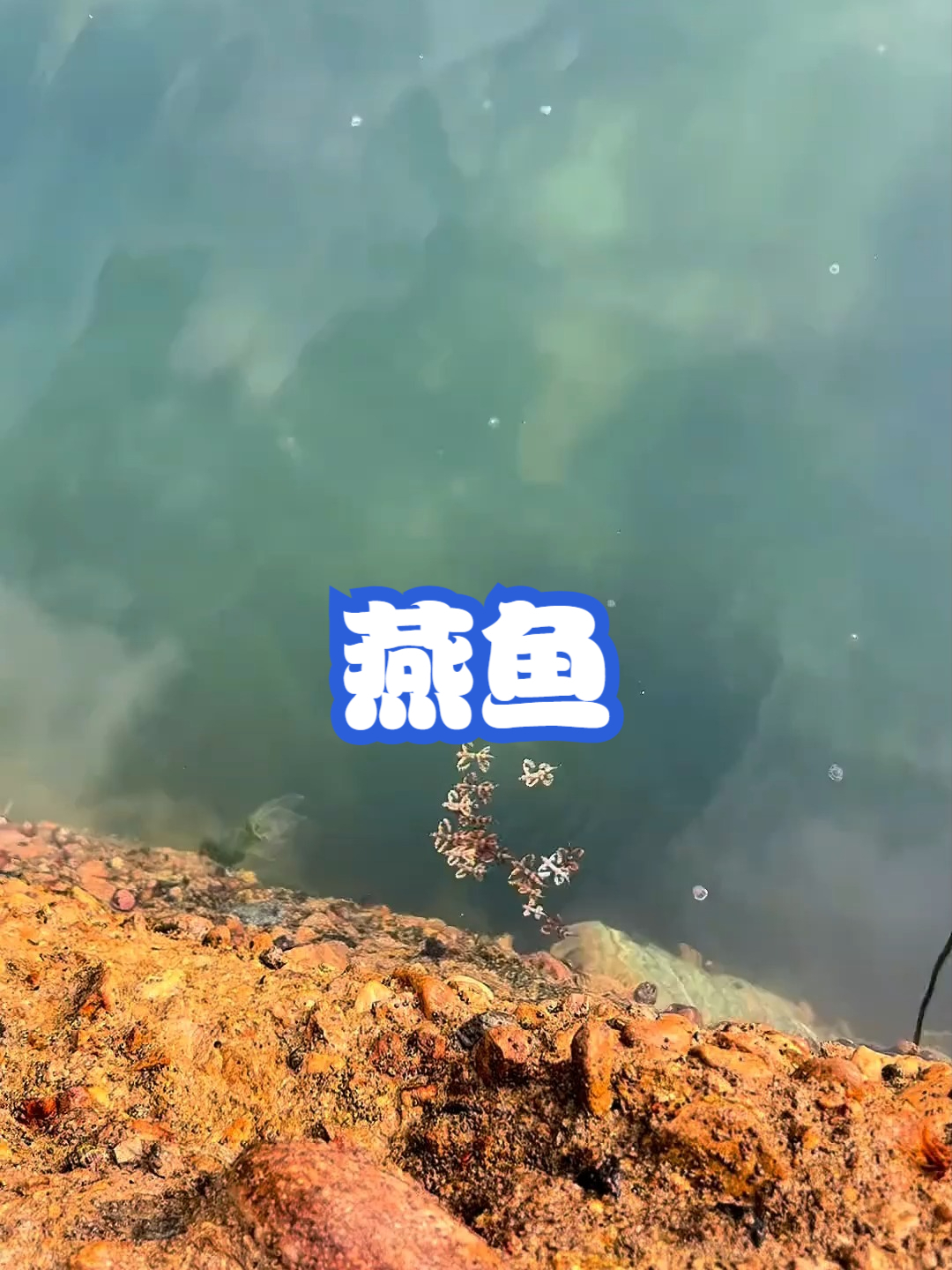 燕鱼