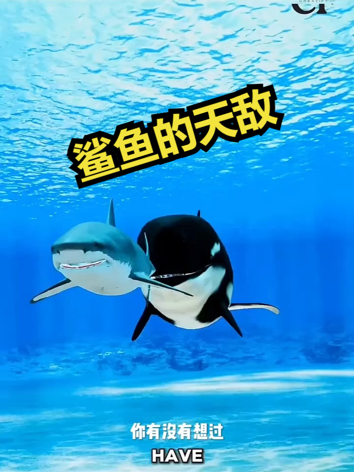 鲨鱼的天敌是什么