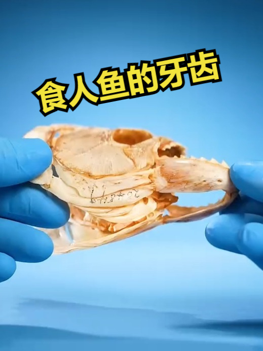 食人鱼的牙齿为什么这么厉害