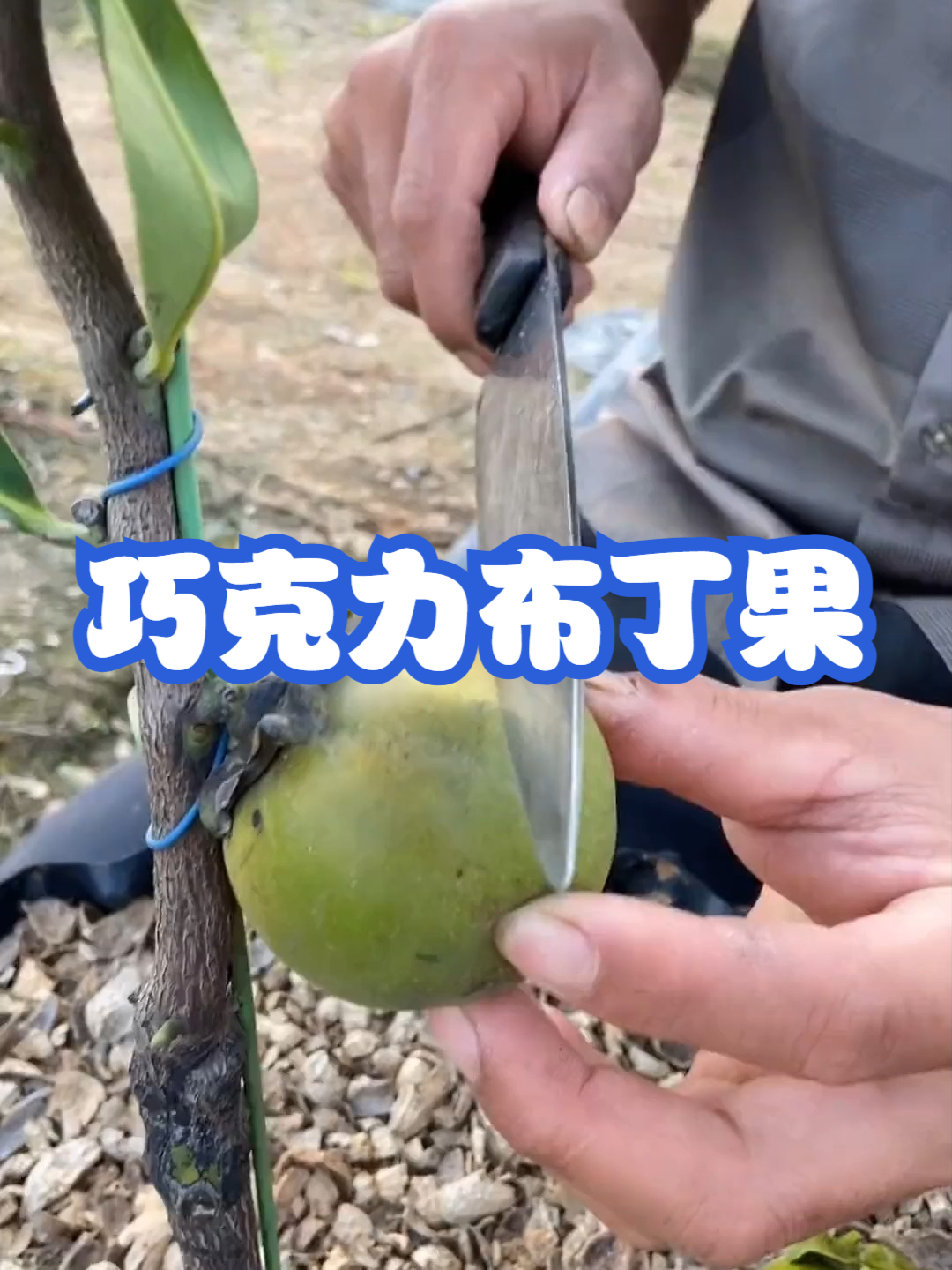 巧克力布丁果