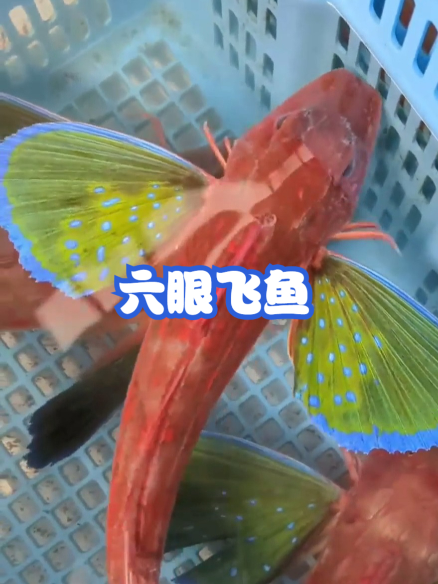 六眼飞鱼