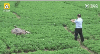 “熊瞎子”闖入黑龍江市區，特警用95連開十幾槍！為啥不用麻醉槍-有駕