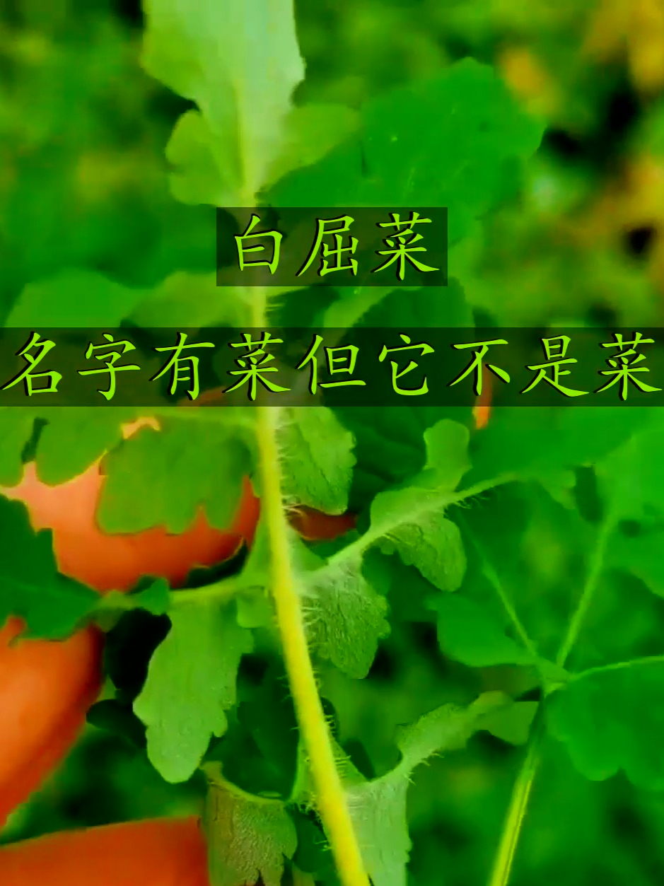 白屈菜虽叫菜却不是菜，脾胃状态不佳时，用它改善挺不错
