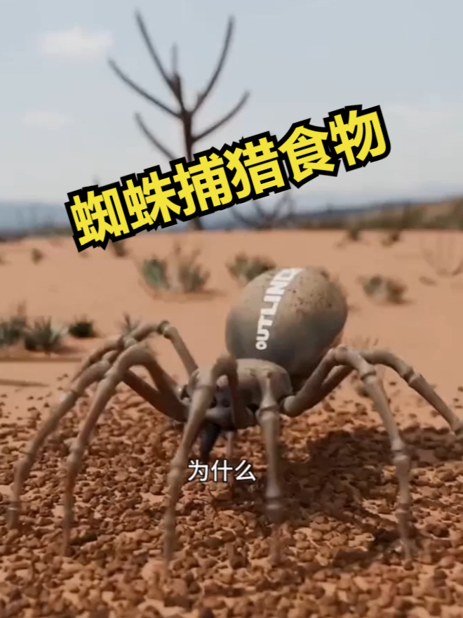 蜘蛛捕猎食物有多恐怖
