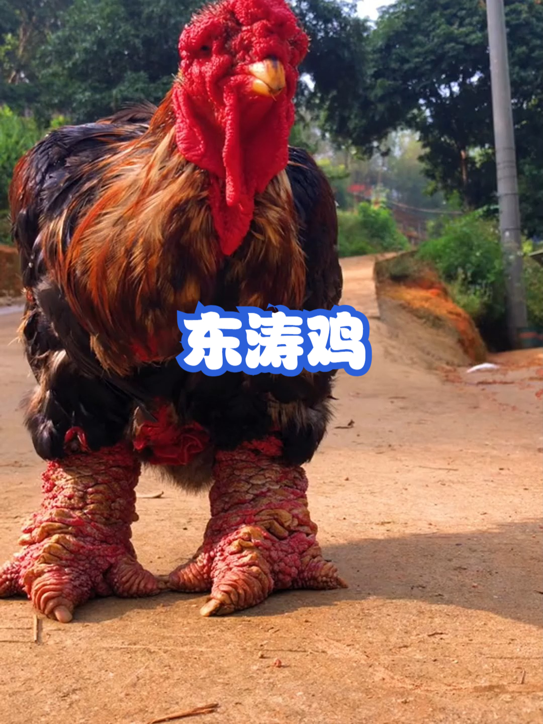 东涛鸡