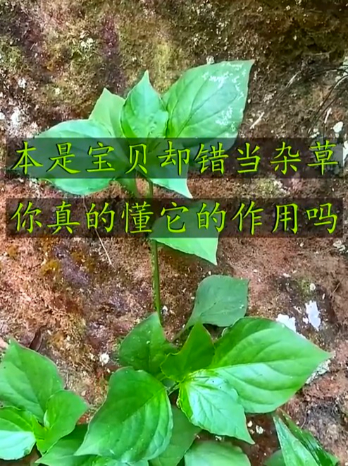 狗肝菜也叫路边青,清火又润喉,嗓子不适就找它