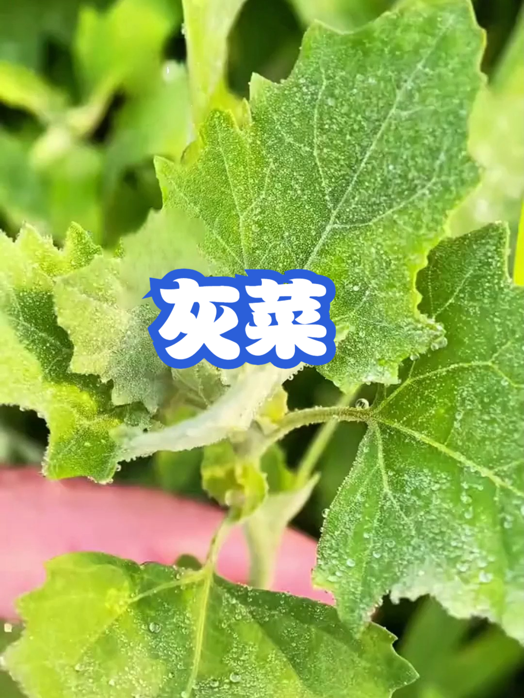 灰菜