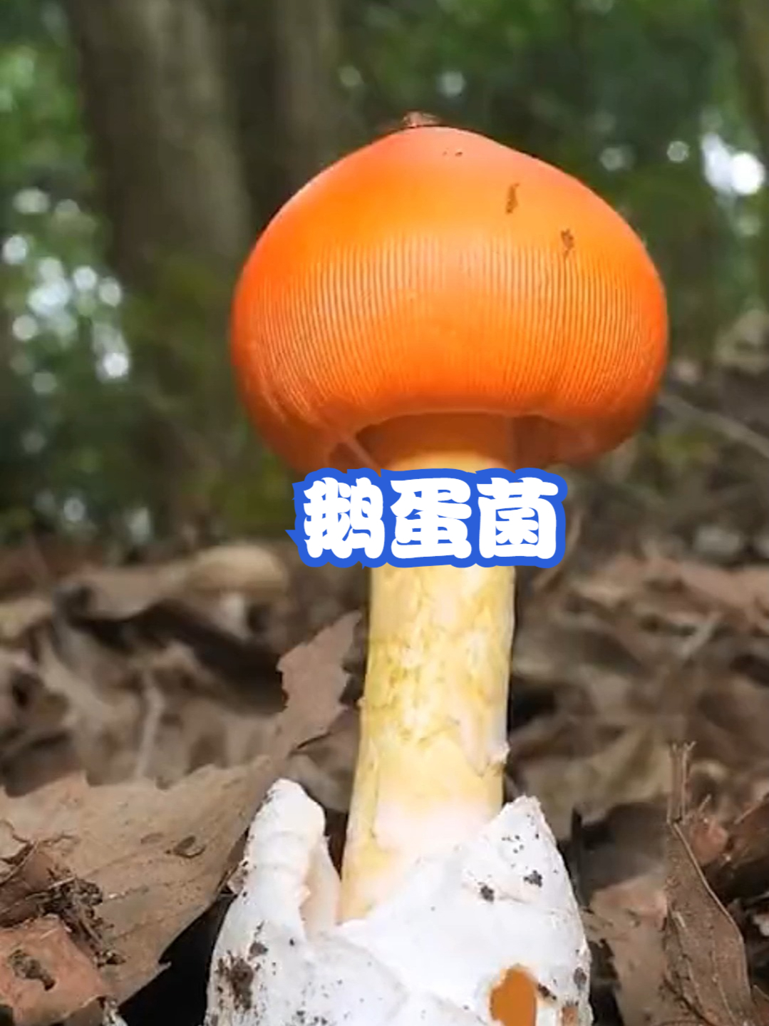 鹅蛋菌