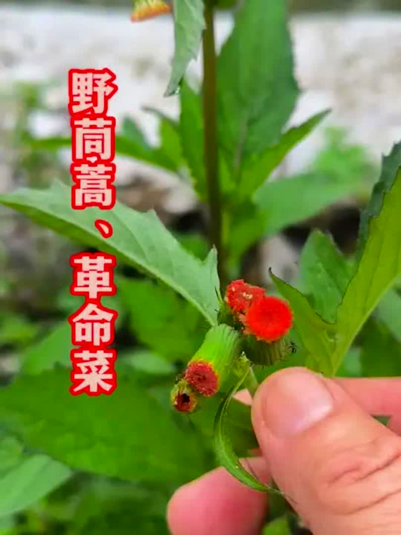 当年红军吃的革命菜，营养丰富，日常食用超合适