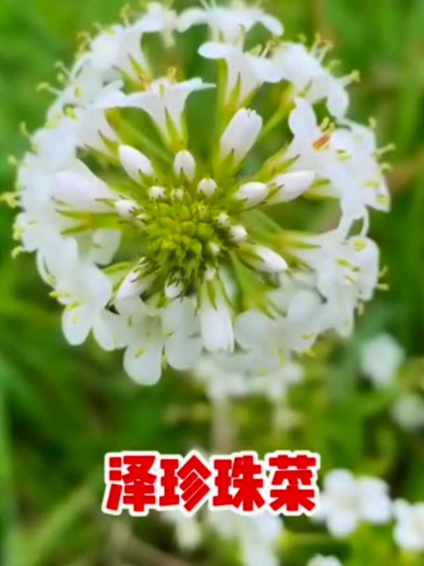 泽珍珠菜也叫白水花,看着养眼舒心,吃进嘴里也有别样滋味