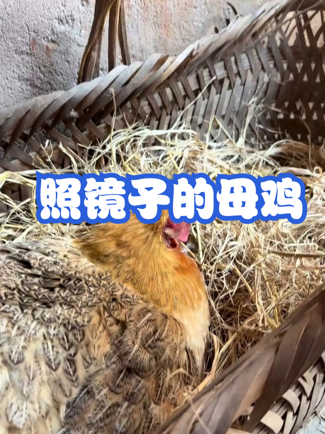 照镜子的母鸡