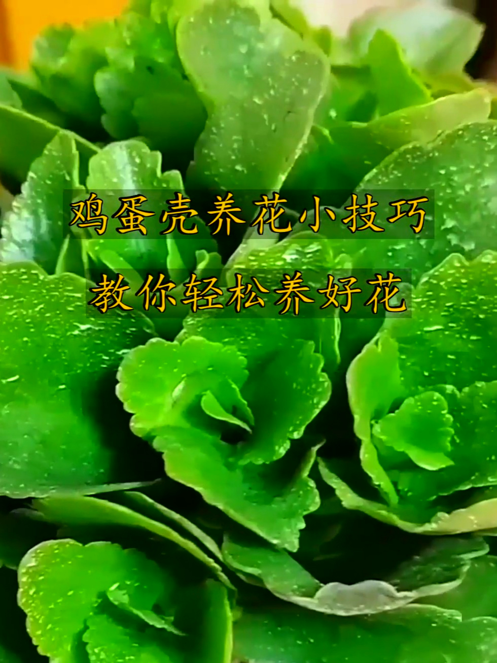 用鸡蛋壳养花有妙招,让花枝繁叶茂,轻松养出爆盆效果