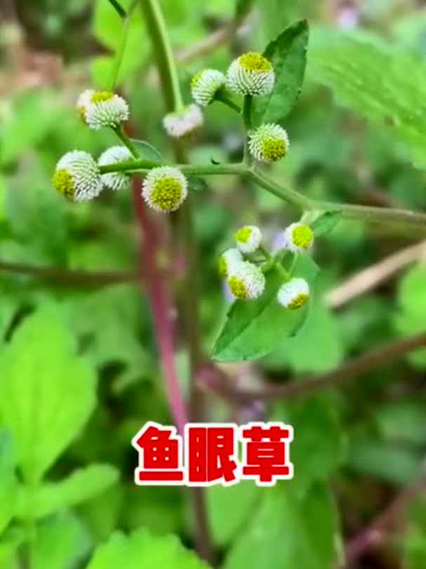 鱼眼草也叫地胡椒,助消化还提食欲,生活里用它超合适