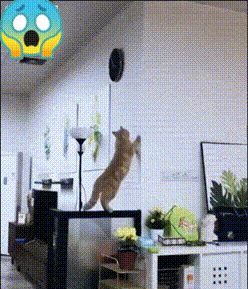 周五福利囧图云飞系列 体育老师也过不了美人关！