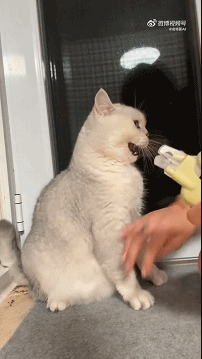 3DM轻松一刻第1582期 面纱也遮不住这绝世的容颜