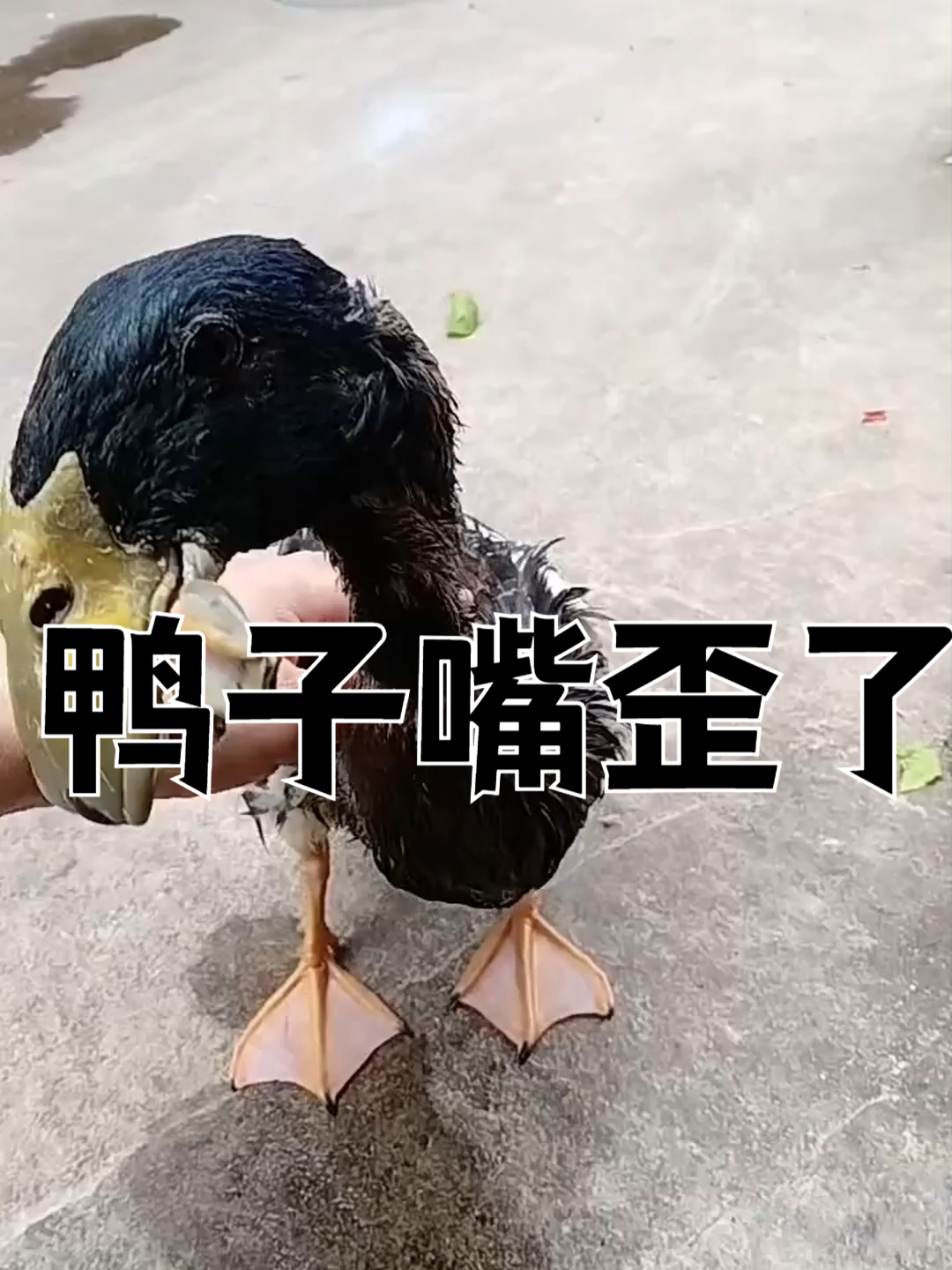鸭子嘴歪了