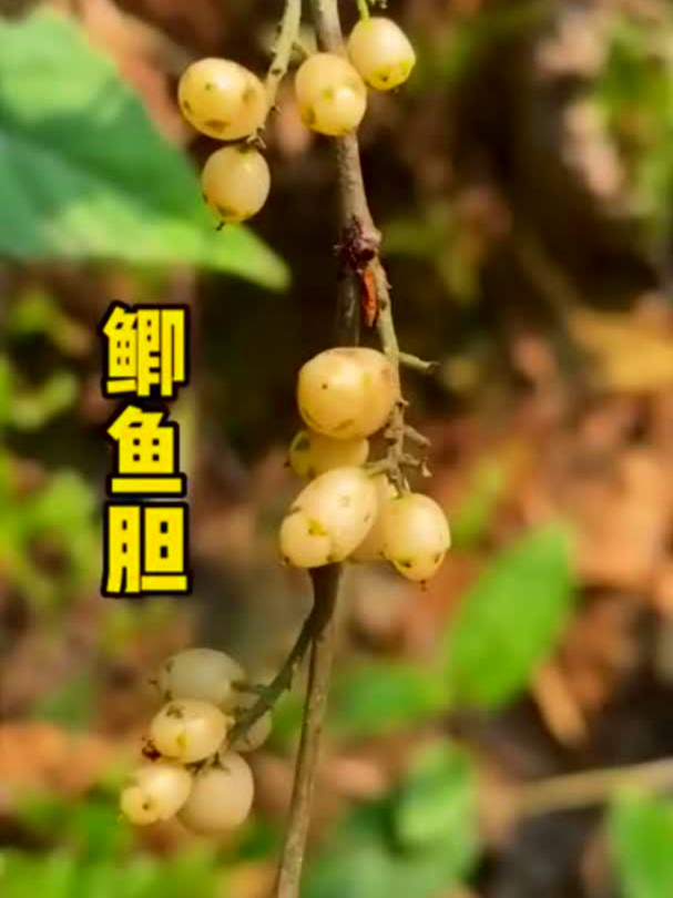 鲫鱼胆也叫鸡骨香，助消化增食欲，这宝藏植物你知道不？