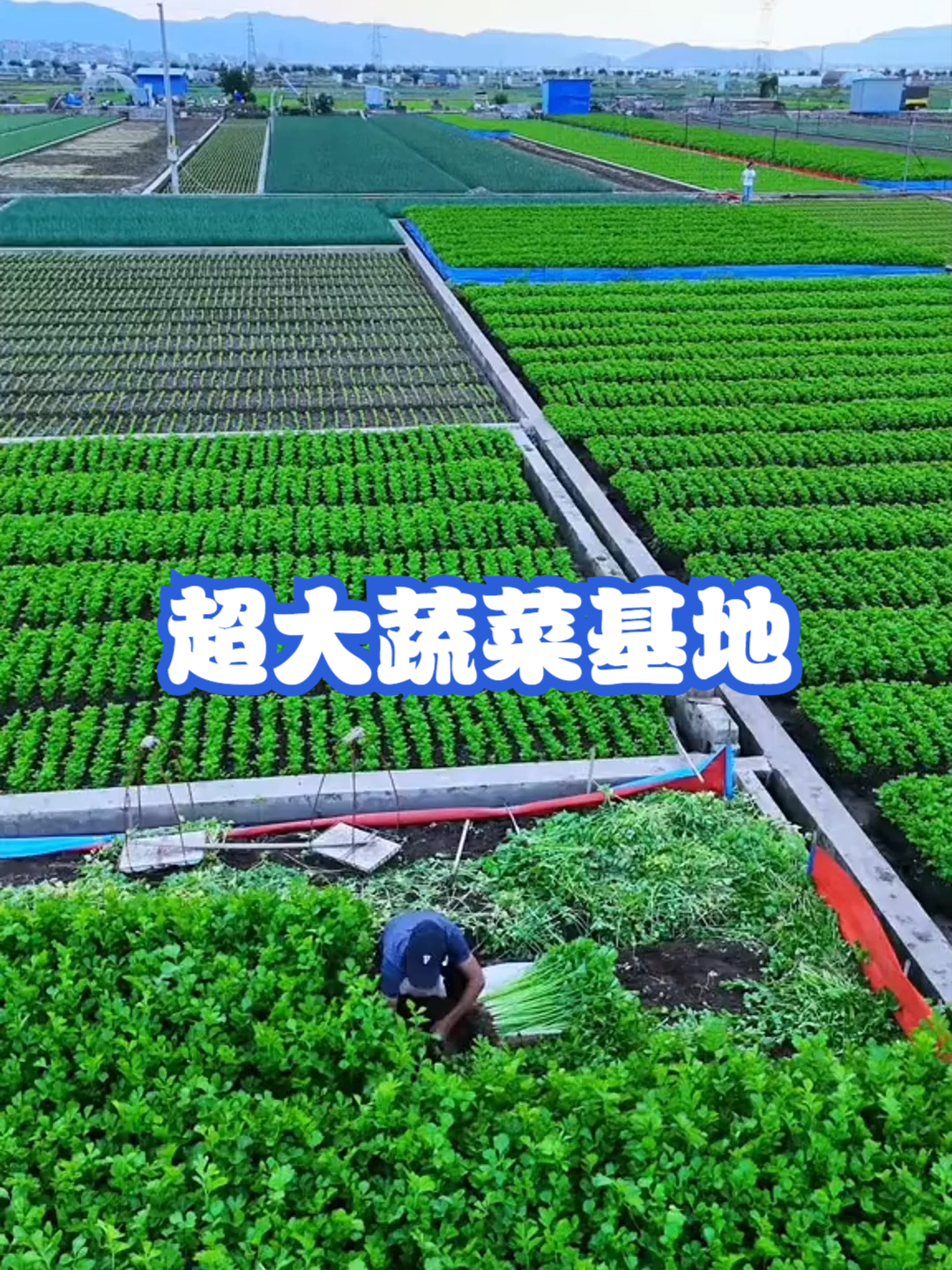 超大蔬菜基地
