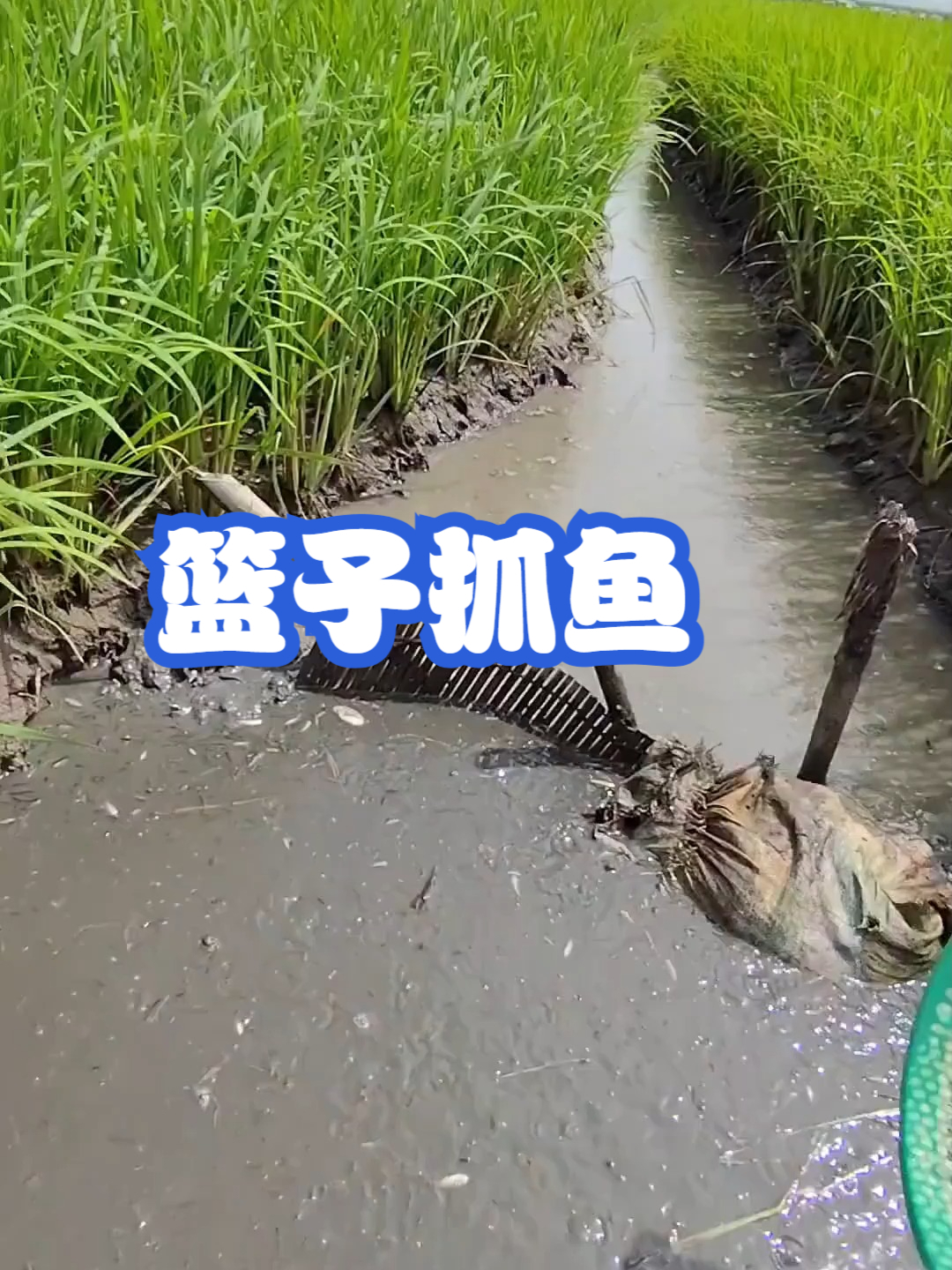 篮子抓鱼