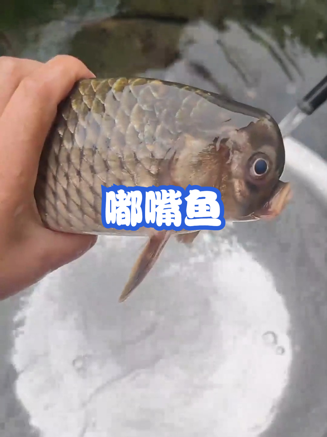 嘟嘴鱼