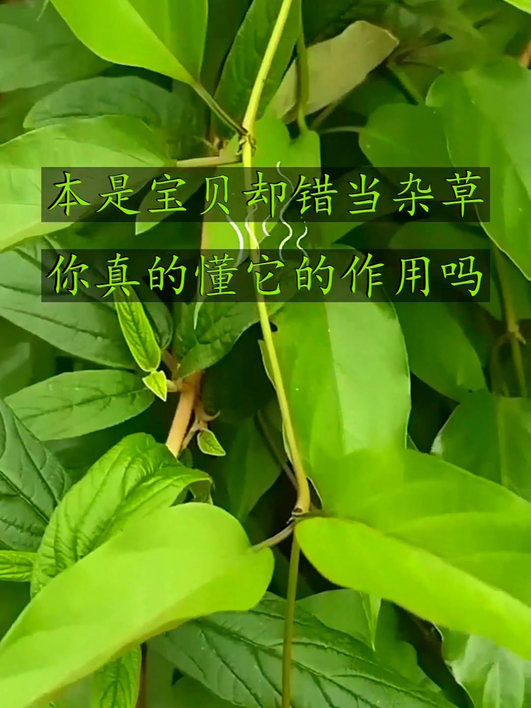 又香又臭的鸡屎藤，千百年来为人类健康做出重大贡献，你认识吗