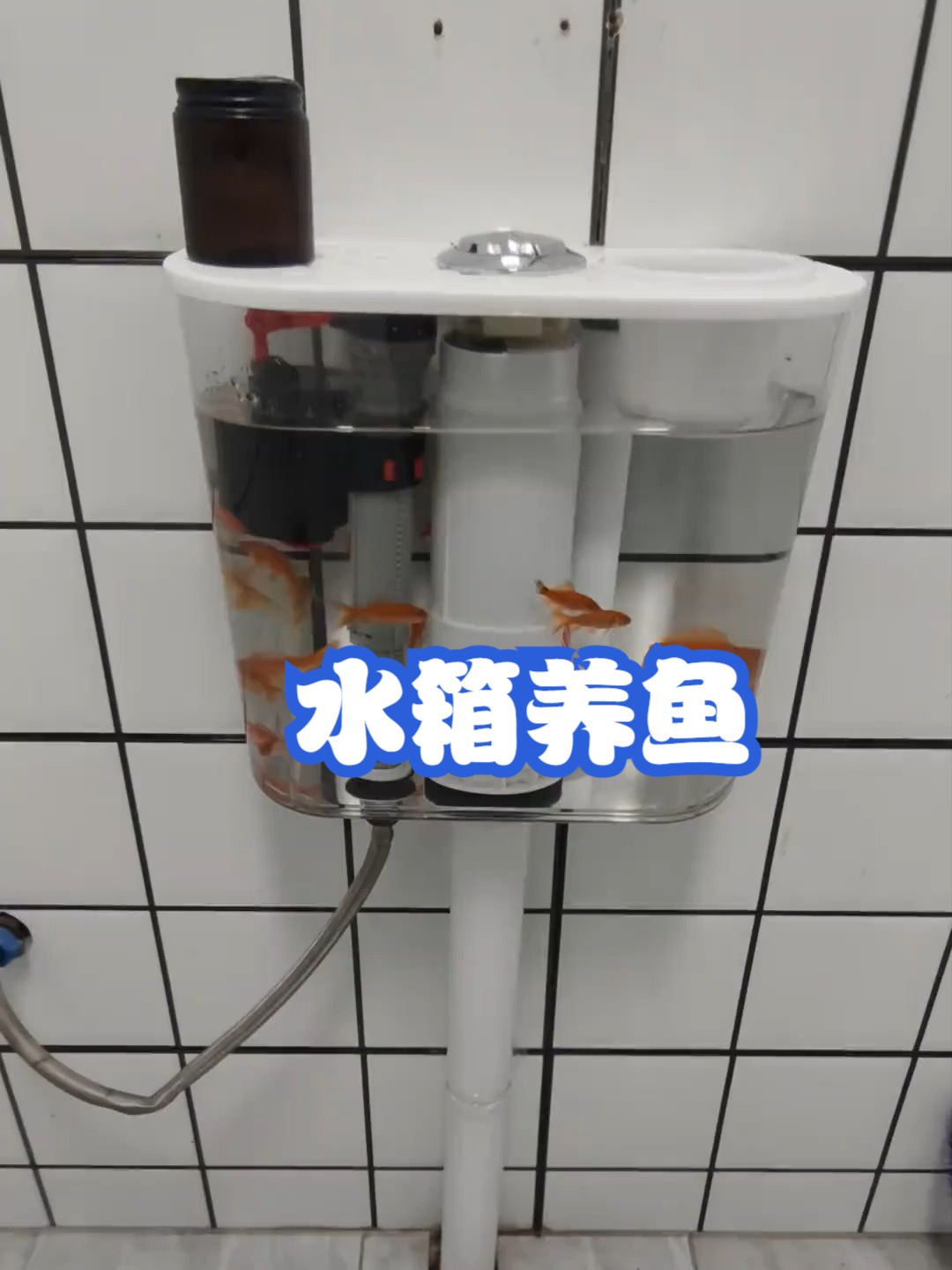 水箱养鱼