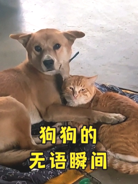 搞笑视频 主人:什么情况?狗狗:你最好少管闲事
