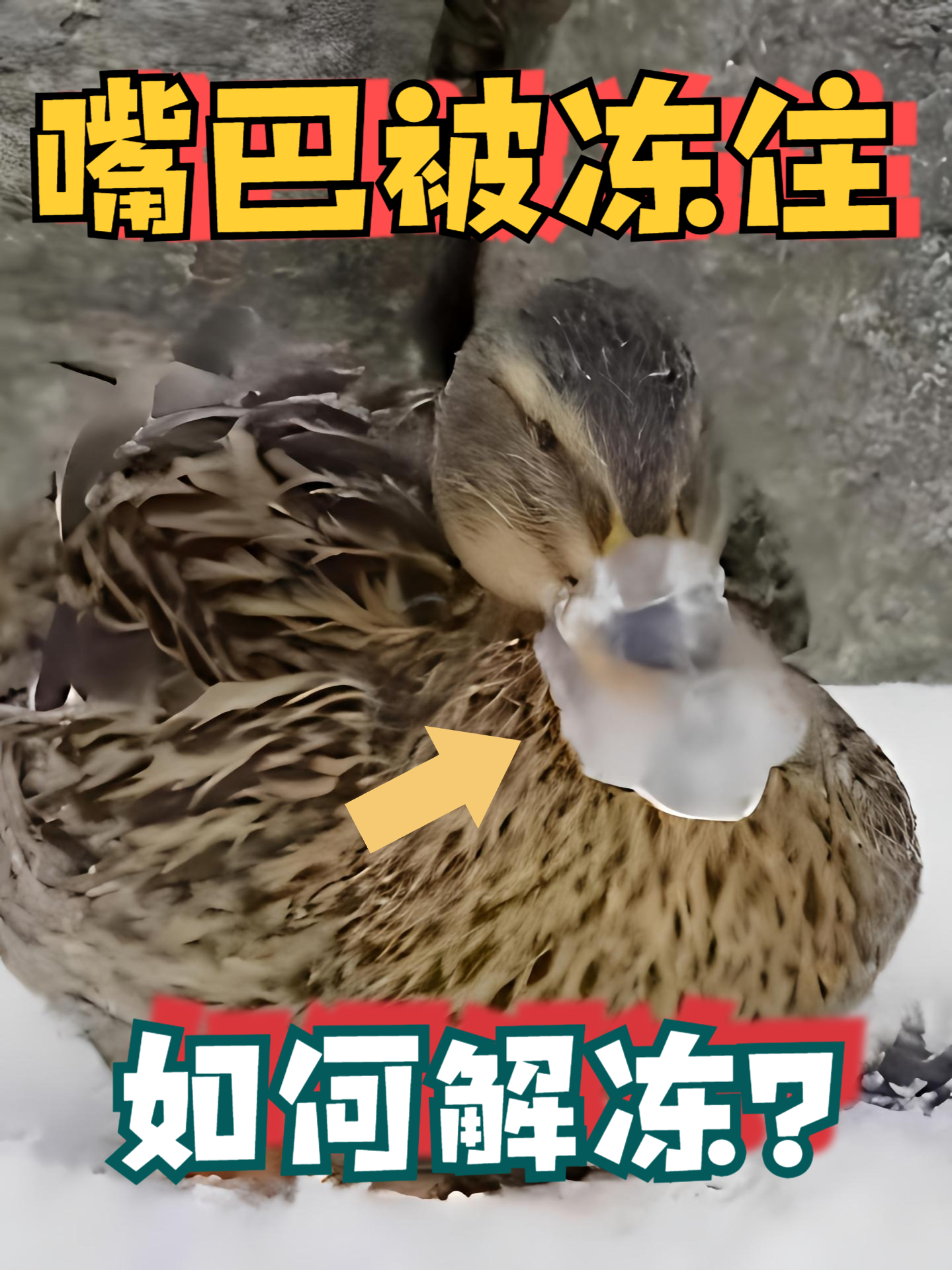 你见过嘴巴被冻住的鸭子吗?它居然靠“这招”自己解冻