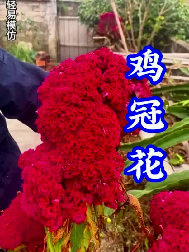 鸡冠花全身都是宝,观赏养眼,还能助健康提升