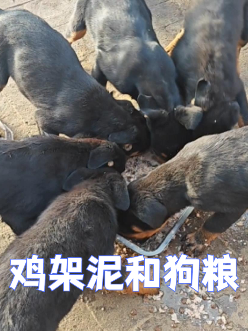 鸡架泥和狗粮,罗威纳最爱吃的食物,一盘子抢光