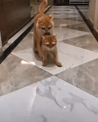 周一内涵囧图云飞系列 让你上强度没让你上尺度！