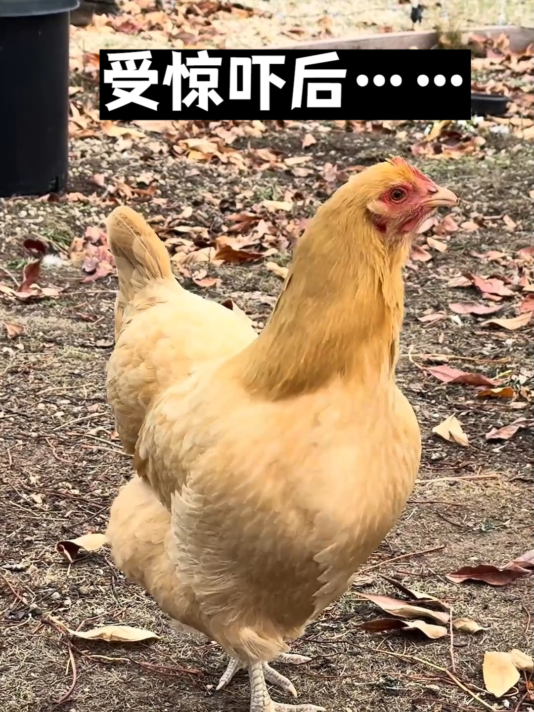 老母鸡遭受到惊吓后的叫声原来是这样的