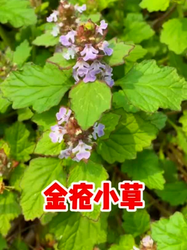 金疮小草也叫白毛夏枯草,清热助眠超管用,你了解不?