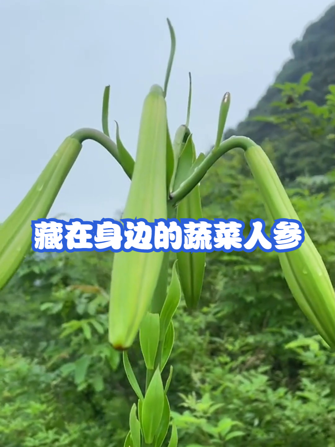 藏在身边的蔬菜人参