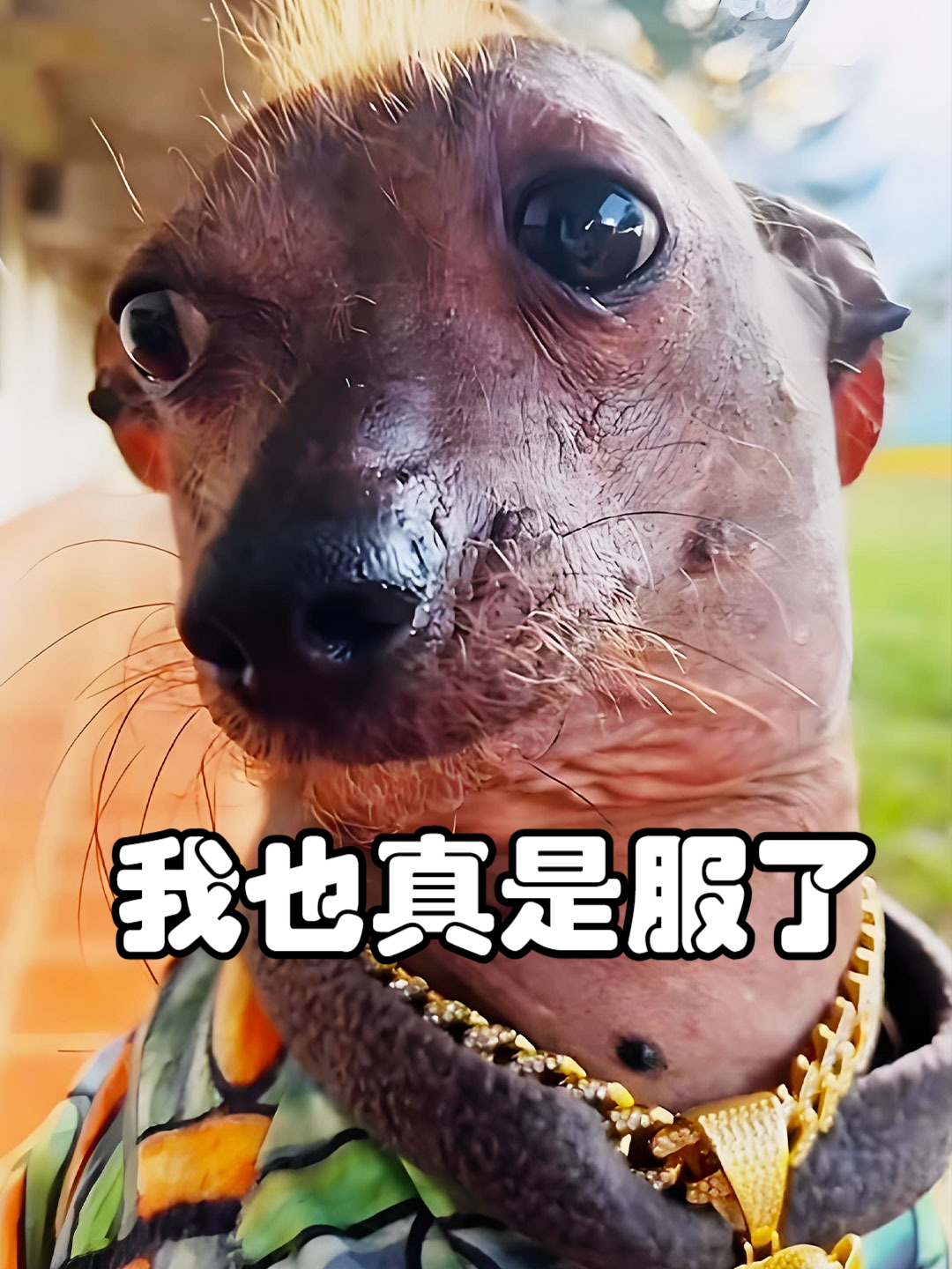 盘点世界上所有狗的品种，养狗小白必看的品种百科！