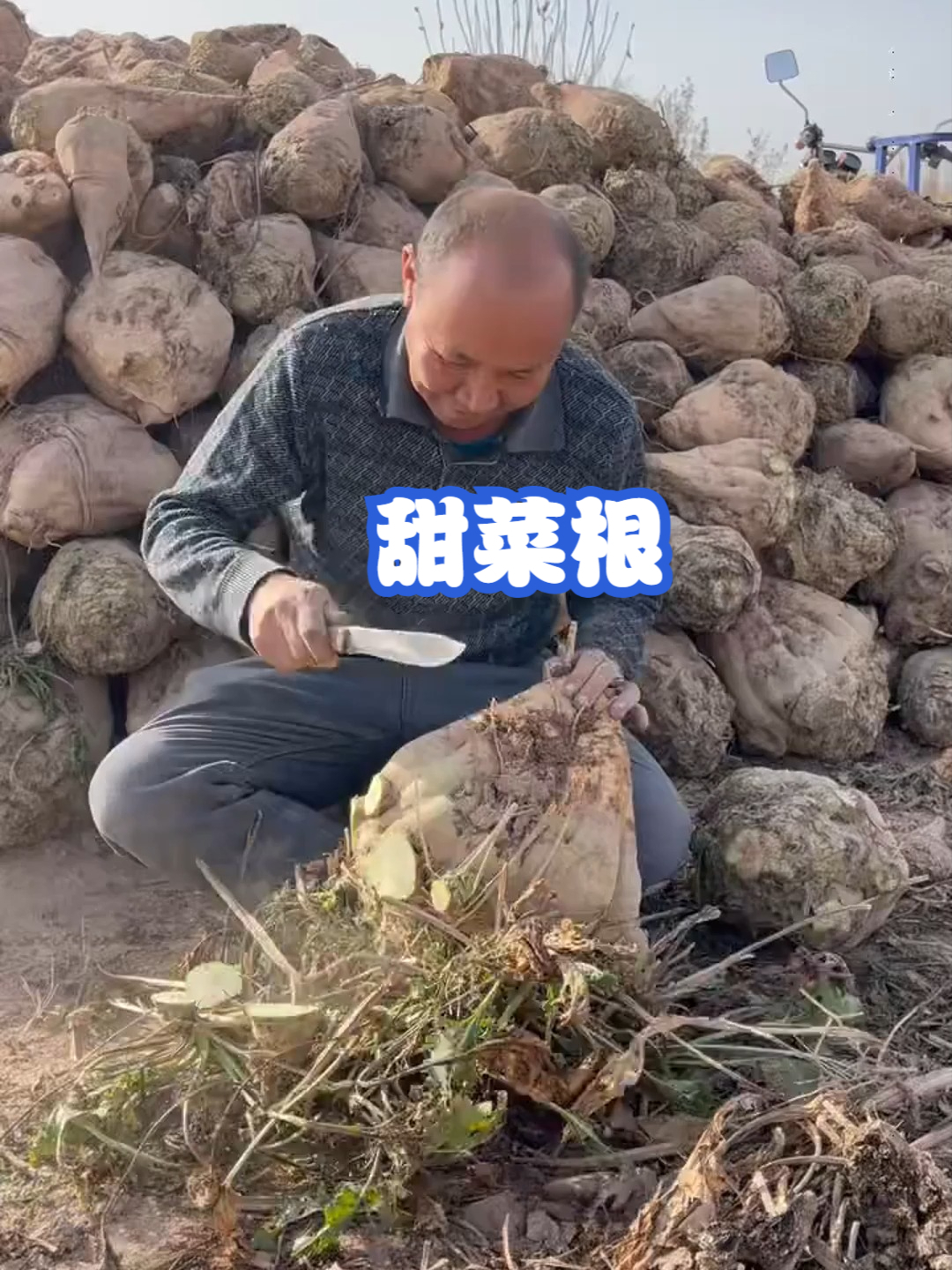 甜菜根