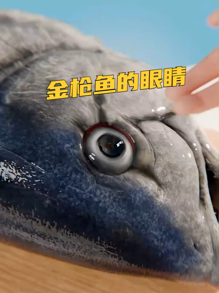 怎么吃金枪鱼的眼睛?