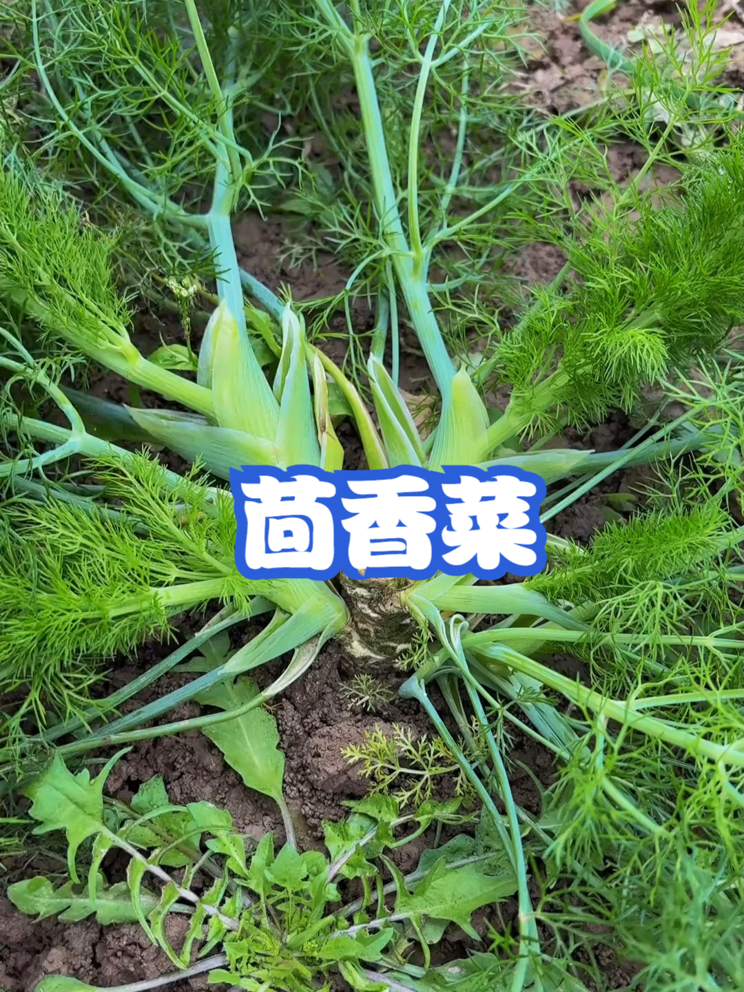 茴香菜