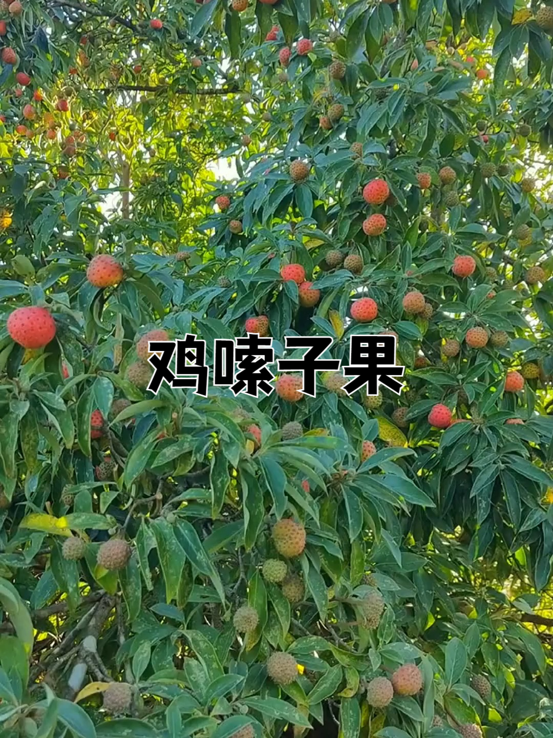 鸡嗦子果